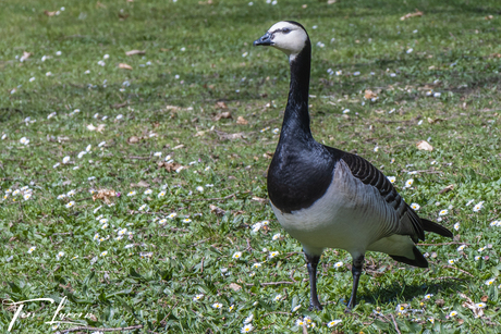 Wildlife