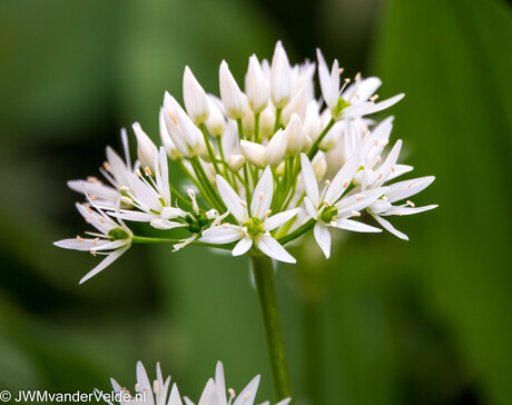 Daslook in het Savelsbos - Gronsveld