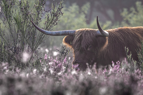 grote grazer in de heide 