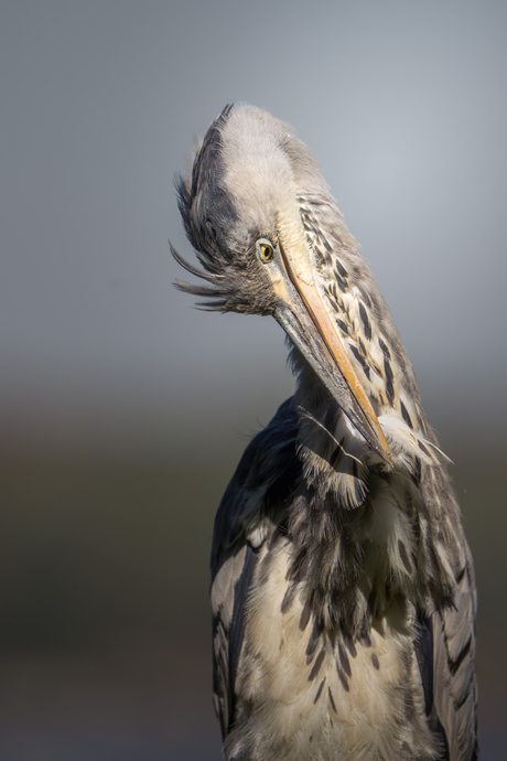 Blauwe reiger