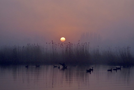 Morgenstond heeft goud in de mond