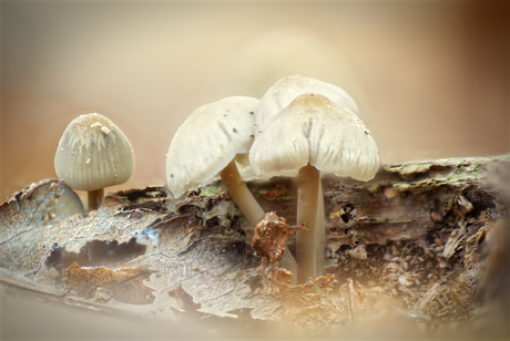 paddenstoel portrait