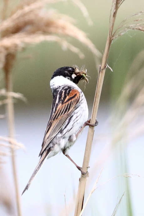rietgors met voedsel voor jongen