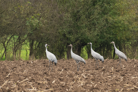 Kraanvogel (Grus grus)