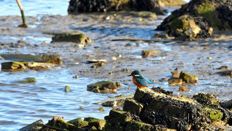 Wachten op hoge water water?