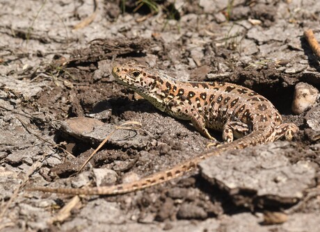 Zandhagedis (v).