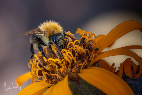 Akkerhommel op Ligularia
