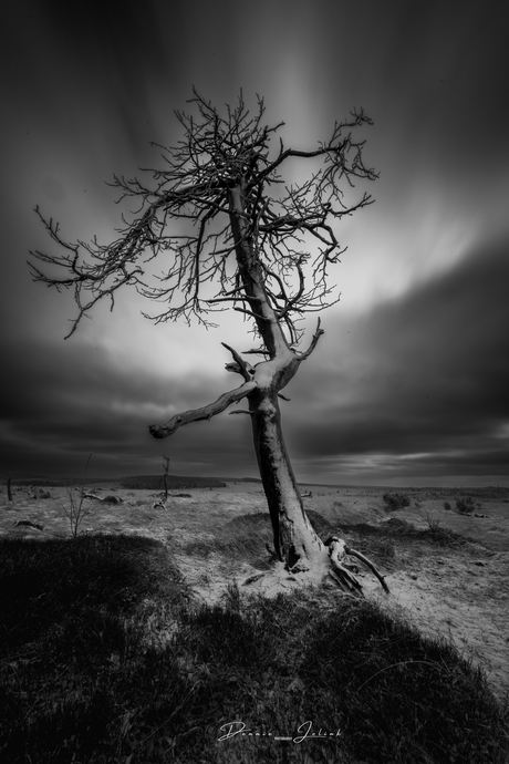 The lonely tree