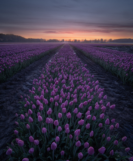 Tulpenveld