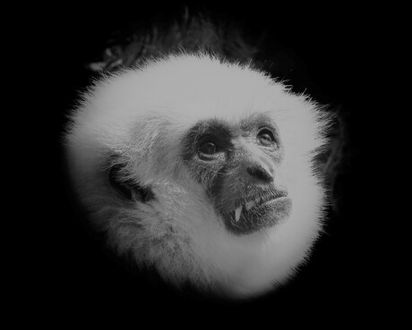 Gibbon