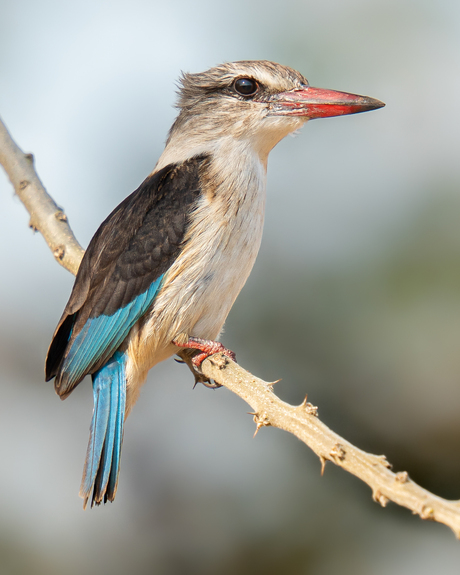 Prachtige Bruinkapijsvogel