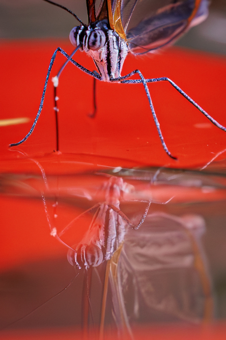  de glasvleugelvlinder  