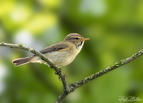 Tjiftjaf (Phylloscopus collybita)
