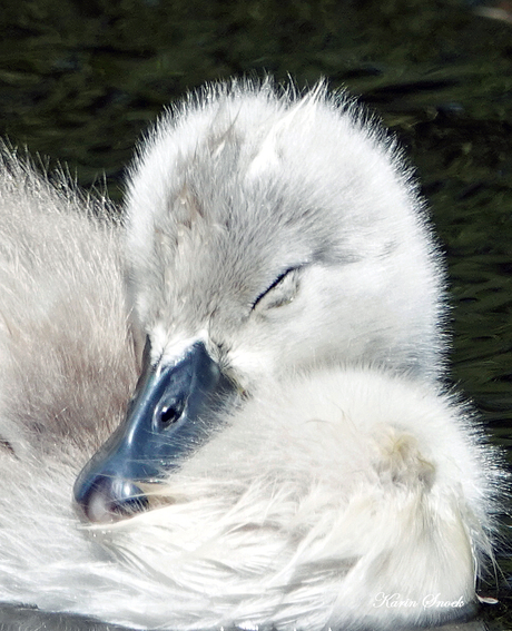 "Sleeping beauty..."