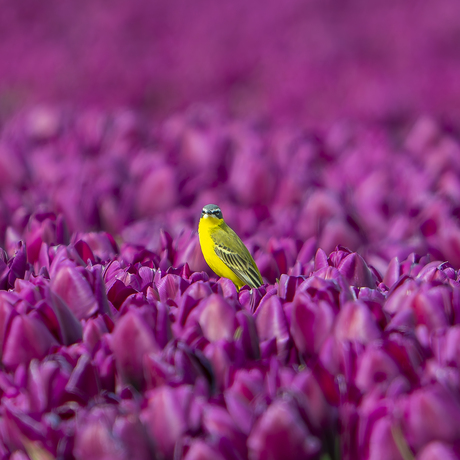 Gele kwikstaart tussen de paarse tulpen