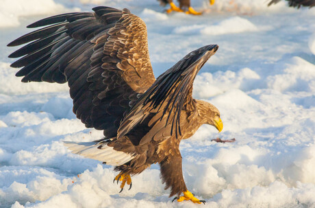 Een  zachte landing