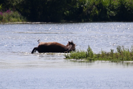 Paard