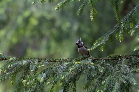 Teutoburger wald