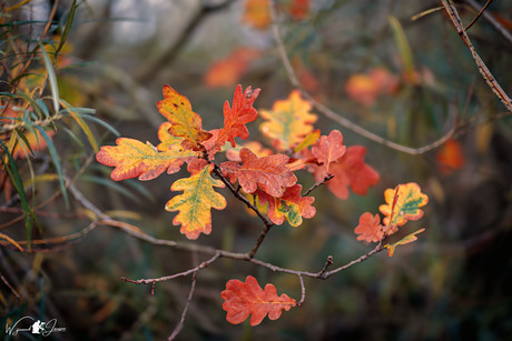 Colorful leaves