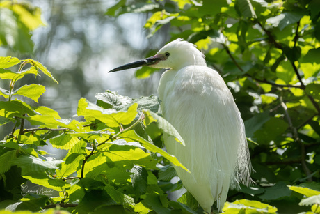 Kleine zilver reiger 