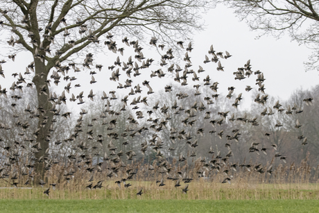 Speeuwen vliegen op 