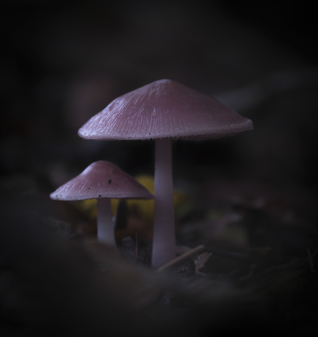 Fungi III