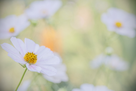 Bloemenweelde