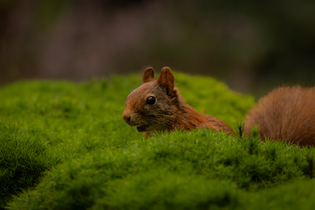 eenkhoorntje in het groen