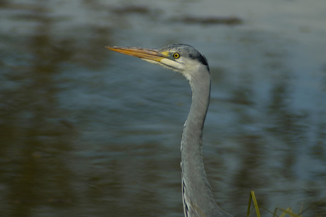 Potret foto reiger