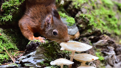 Smullen van een porseleinzwam.