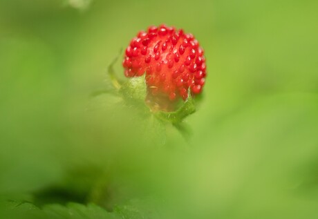 Wild aardbeitje