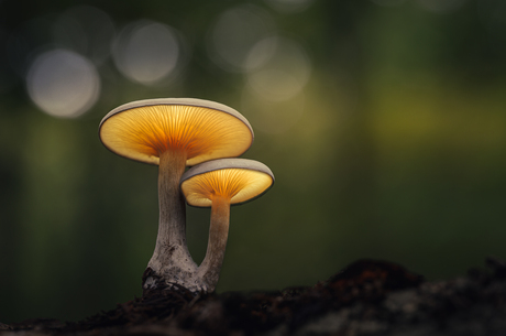 Lichtgevende paddenstoelen