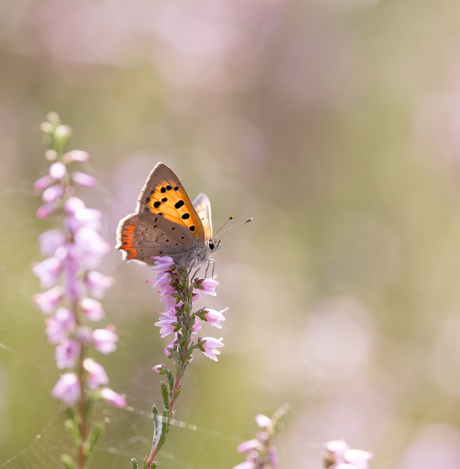 T kleine vuurvlinder 