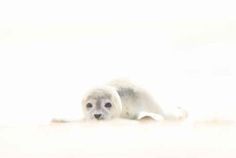 Gewone Zeehond pup.