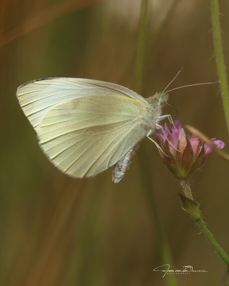 Klein koolwitje / Pieris rapae / Small White
