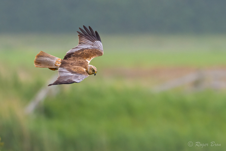 Bruine kiekendief op jacht