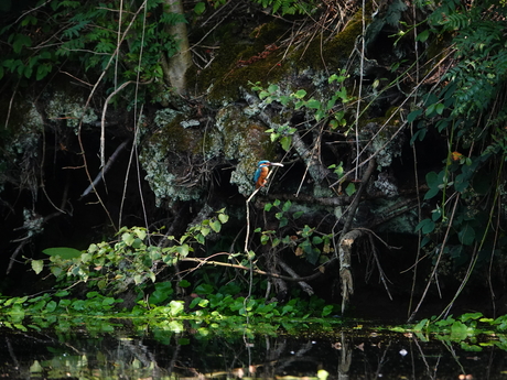 Ijsvogel met "grote" vis