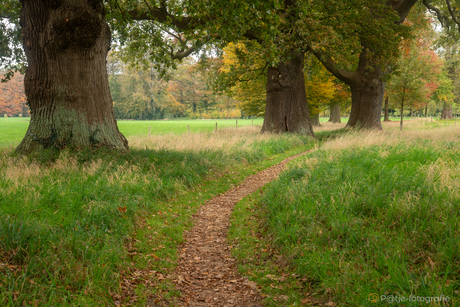 thick oak