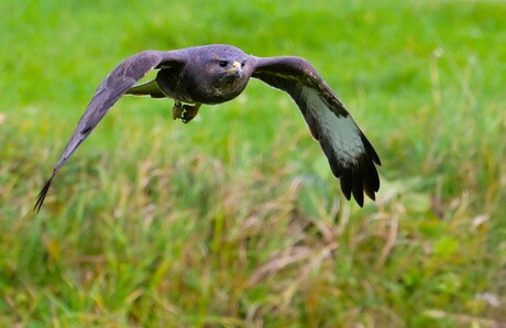 Buizerd