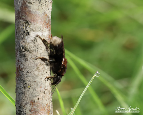 Hommel ontwaakt 