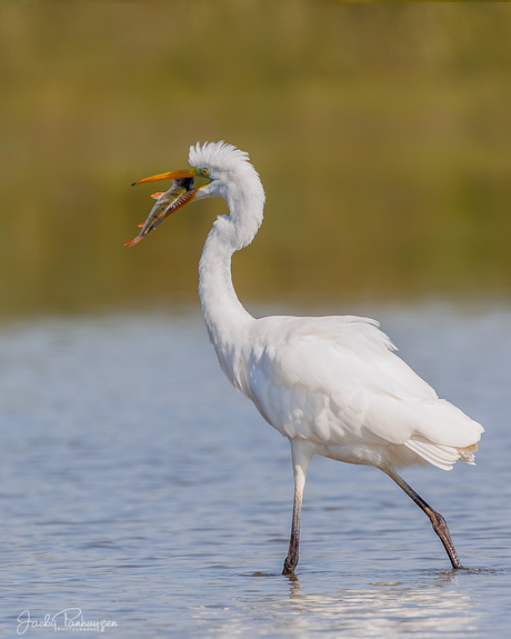 Heron with fish