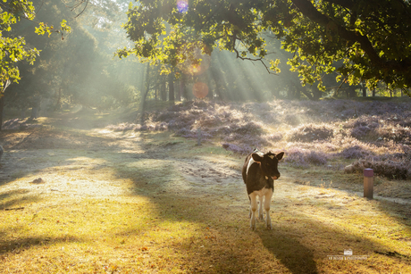 Kalf op de bloeiende heide