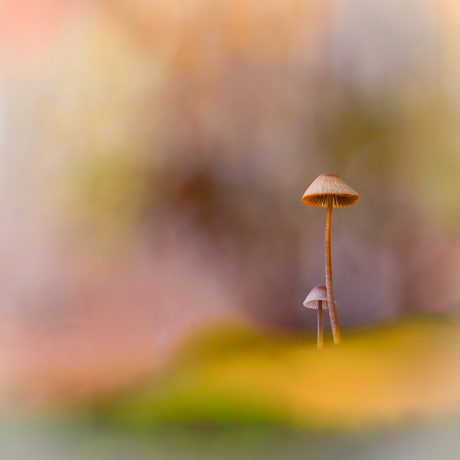 mycena