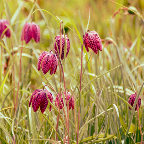 Kievitsbloemen (groep)