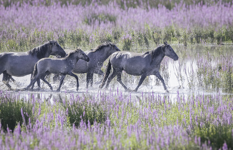 Paarden run