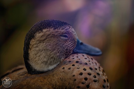 Ringed Teal close-up