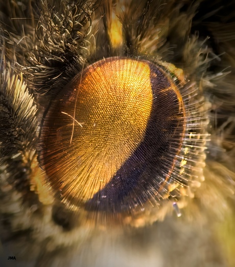 Het  oog van een dagpauwoog vlinder