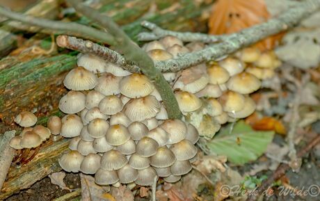 Paddenstoelen