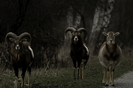 Wilde schapen