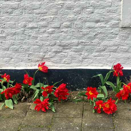 Bloemen in Waterval.